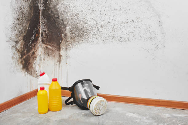 Best Attic Mold Removal  in Bainbridge Island, WA