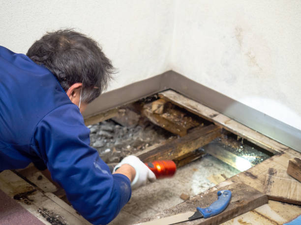 Best Mold Testing  in Bainbridge Island, WA
