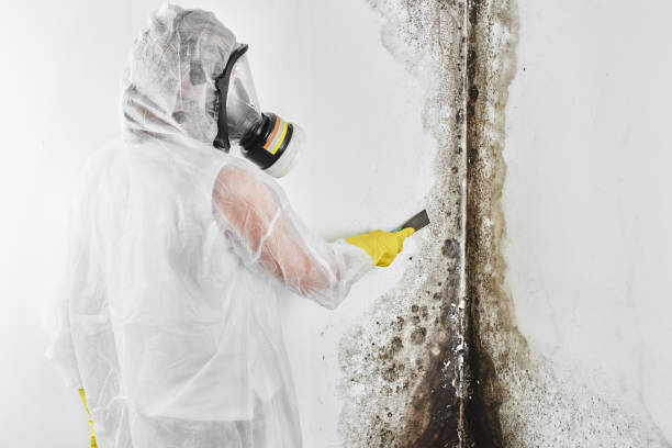 Trusted Bainbridge Island, WA Mold Removal Experts