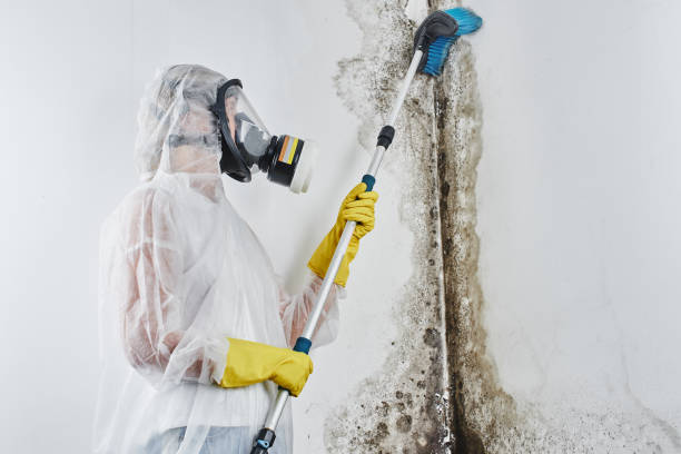 Best Fast Mold Removal  in Bainbridge Island, WA