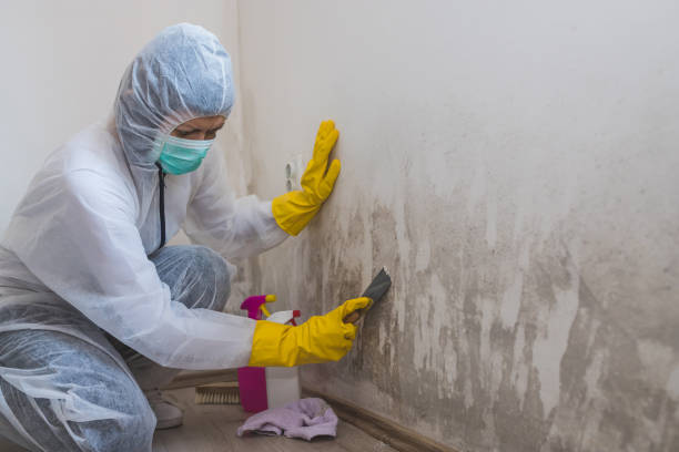Best Office Mold Removal Services  in Bainbridge Island, WA