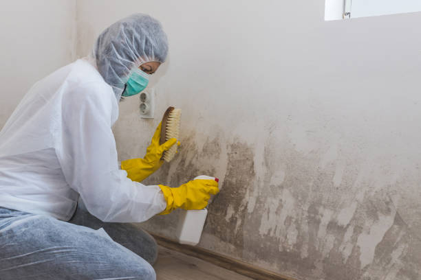 Best Mold Cleaning Services  in Bainbridge Island, WA