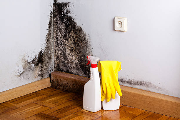 Best Emergency Mold Removal  in Bainbridge Island, WA