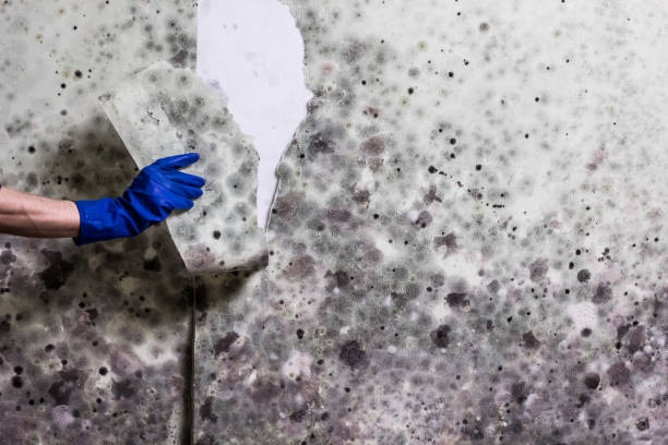 Best Mold Testing  in Bainbridge Island, WA