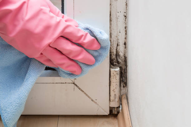 Best Home Mold Removal  in Bainbridge Island, WA