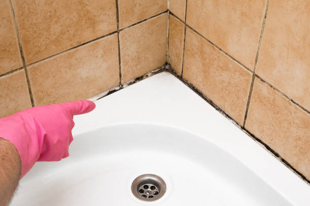 Best Emergency Mold Removal  in Bainbridge Island, WA